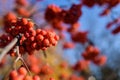Red rowan berries on rowan tree branches in autumn garden at sunny day, copy space Royalty Free Stock Photo