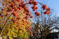 Red rowan berries on rowan tree branches in autumn garden at sunny day, copy space Royalty Free Stock Photo