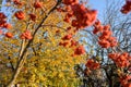 Red rowan berries on rowan tree branches in autumn garden at sunny day, copy space Royalty Free Stock Photo