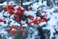 Red rowan berries on tree branches covered with snow outdoors on cold winter day Royalty Free Stock Photo