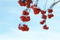 Red rowan berries on tree branches covered with snow outdoors on cold winter day Royalty Free Stock Photo