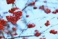 Red rowan berries on tree branches covered with snow outdoors on cold winter day, space for text Royalty Free Stock Photo