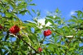 Red rowan berries on the rowan tree branches, ripe rowan berries closeup and green leaves
