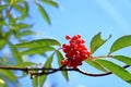 Red rowan berries on the rowan tree branches, ripe rowan berries closeup and green leaves