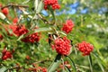 Red rowan berries on the rowan tree branches, ripe rowan berries closeup and green leaves