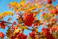 Red rowan berries on a tree with yellow leaves. Bunches of red medicinal berries Royalty Free Stock Photo