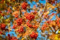 Red rowan berries on a tree with yellow leaves. Bunches of red medicinal berries Royalty Free Stock Photo