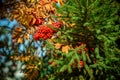 Red rowan berries on a tree with yellow leaves close to green spruce. Bunches of red medicinal berries Royalty Free Stock Photo