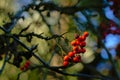 Rowan berries on a twig close up -Sorbus aucuparia