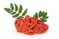 Red rowan berries on a twig with leaves Royalty Free Stock Photo