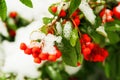 Red rowan berries under snow