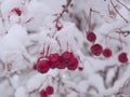 Red rowan berries which been covered by snow. A picture of freezing and snowy winter Royalty Free Stock Photo