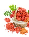 Red rowan berries in a wicker basket on a white background Royalty Free Stock Photo