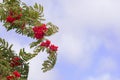 Red rowan berries on a windy summer day. Against a cloudy sky Royalty Free Stock Photo