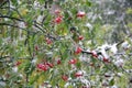 Red rowan berries in winter on a blurred background. Flakes of snow on the branches, bright green leaves and red berries. Royalty Free Stock Photo