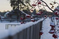 Red rowan under the snow at sunset