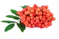 Red rowan berry with leaves on white