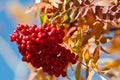 Red rowan bunches Royalty Free Stock Photo