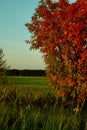 A Red Rowan Bush in the foreground, green grass, fild with autumn forest in the background and blue cloudless sky