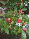 Red rowan green foliage. Snow