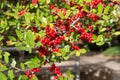 Red rowan on green leaf branch Royalty Free Stock Photo