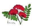 Red Rowan Tree. Isolated twig of rowanberry or ashberry. Leaves and cluster of Sorbus berry. Brunch of sorb Royalty Free Stock Photo