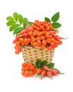 Red rowan and wild rose in a basket on a white background Royalty Free Stock Photo