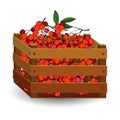 1652 rowan, red rowan in a wooden box, isolated on a white background, autumn fruits