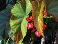 Red royal begonia delicate blossom flower background Royalty Free Stock Photo