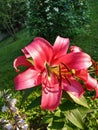 Red Royal Lily