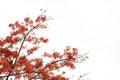 Red Royal Poinciana Delonix regia flower on branch on white background