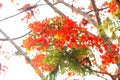 Red Royal Poinciana flower tree. Royalty Free Stock Photo