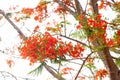 Red Royal Poinciana flower tree. Royalty Free Stock Photo