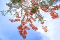 Red royal poinciana flowers bloom