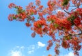 Red royal poinciana flowers bloom in summer