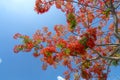 Red royal poinciana flowers bloom in summer