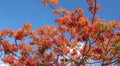 Red royal poinciana flowers bloom in summer