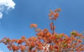 Red royal poinciana flowers bloom in summer Royalty Free Stock Photo