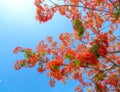 Red royal poinciana flowers bloom in summer