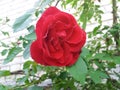 Red roze Royalty Free Stock Photo