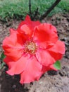 Red Roze