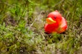 Red rubber duck