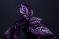 Red rubin basil on a black background. A spicy herb,