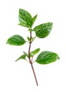 Red rubin basil bush This basil variety has unusual reddish-purple leaves, and a stronger flavour than sweet basil, on