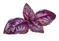 Red Rubin Basil Herb Leaves. Isolated. Dark Opal Culinary