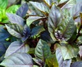 Red rubin Basil is native to tropical regions from central Africa to Southeast Asia.