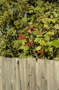 Red cherry berries among the foliage behind a wooden fence Royalty Free Stock Photo