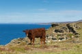 Red Ruby Devon cow cattle pedigree UK herd Royalty Free Stock Photo