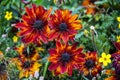 Red rudbeckia blooming in the garden in summer Royalty Free Stock Photo