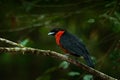 Red-ruffed Fruitcrow, Pyroderus scutatus, exotic rare tropic bird in the nature habitat, dark green forest, Otun, Colombia.